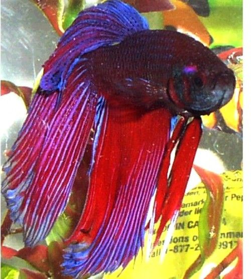fixed_betta.JPG