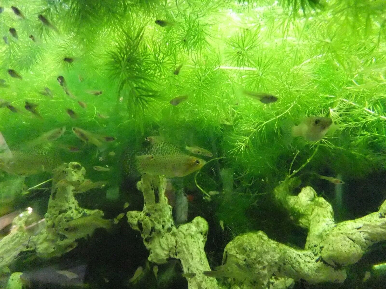 floating hornwort tank.jpg