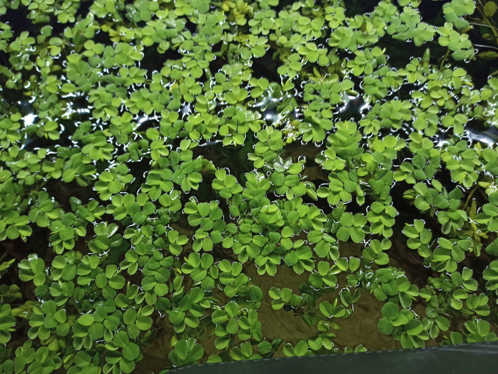 Floating plants 2.jpg