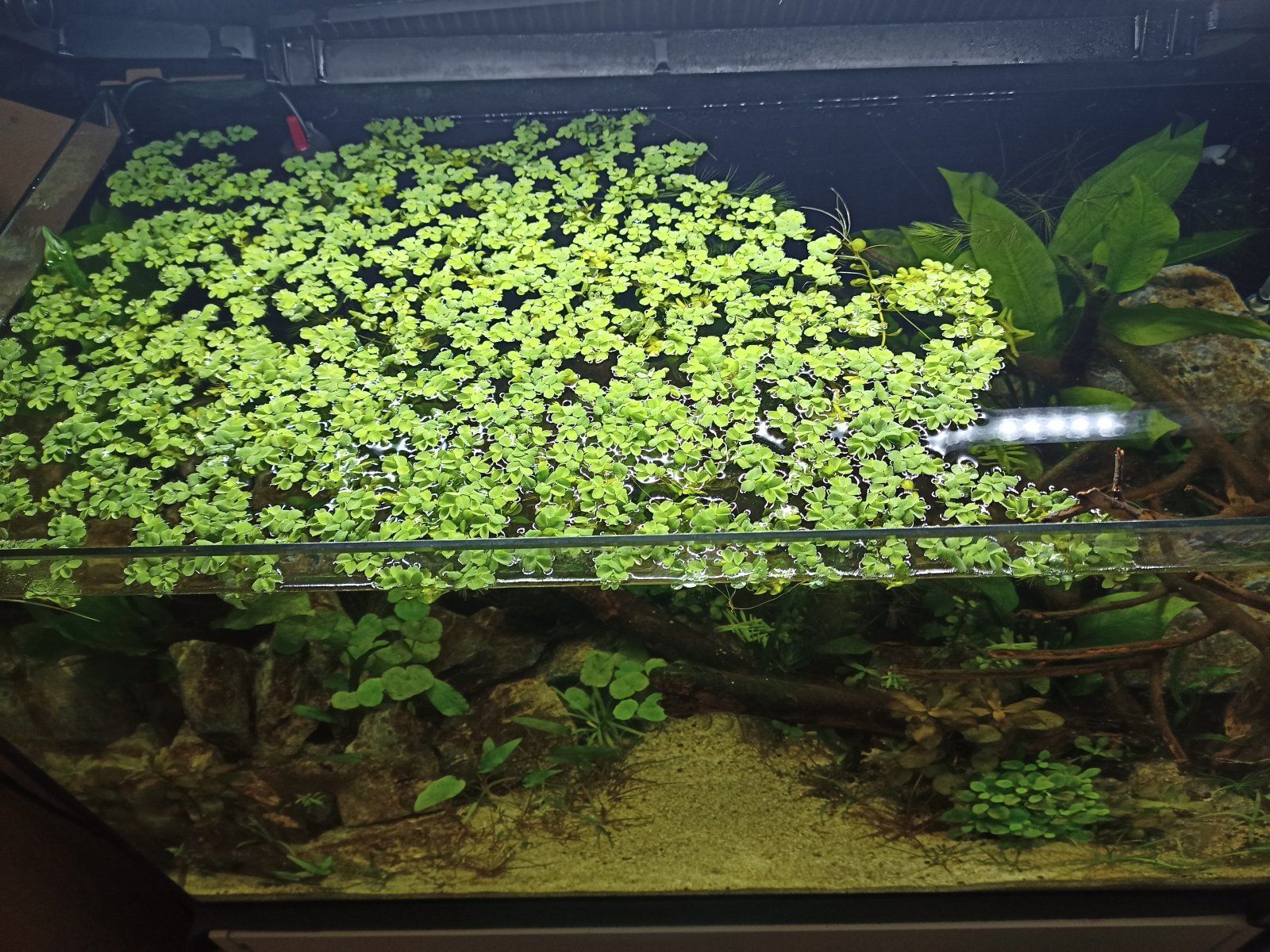 Floating Plants 3.jpg