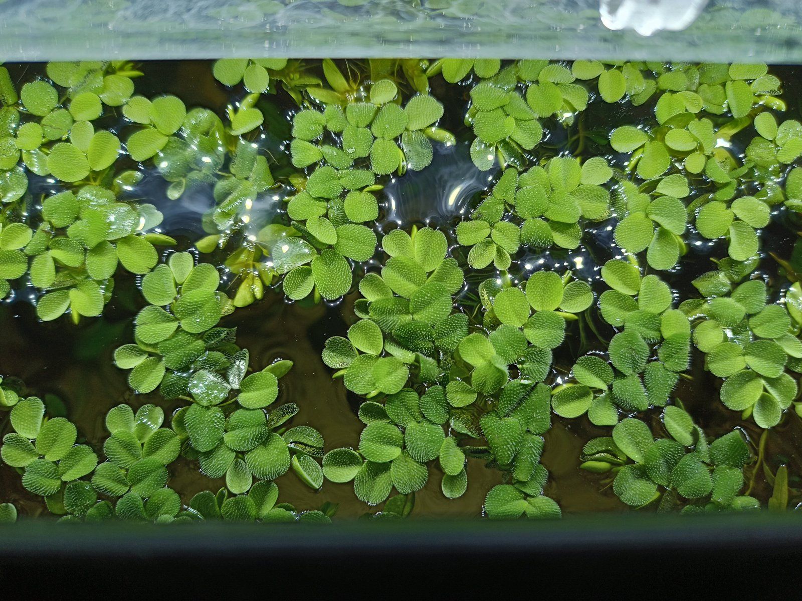 Floating Plants.jpg