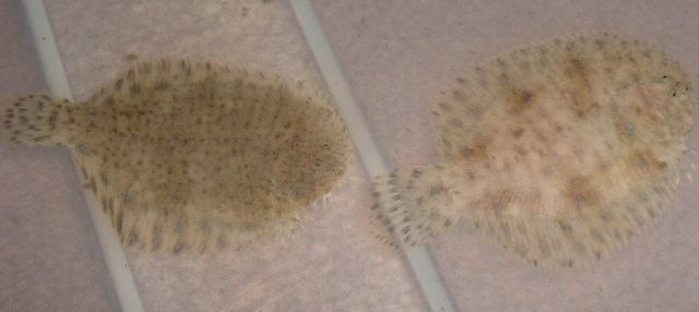 flounders.jpg