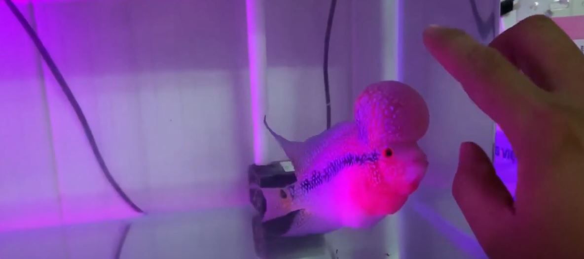 flowerhorn fish baby take care.JPG
