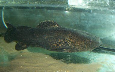 fowleri_.jpg