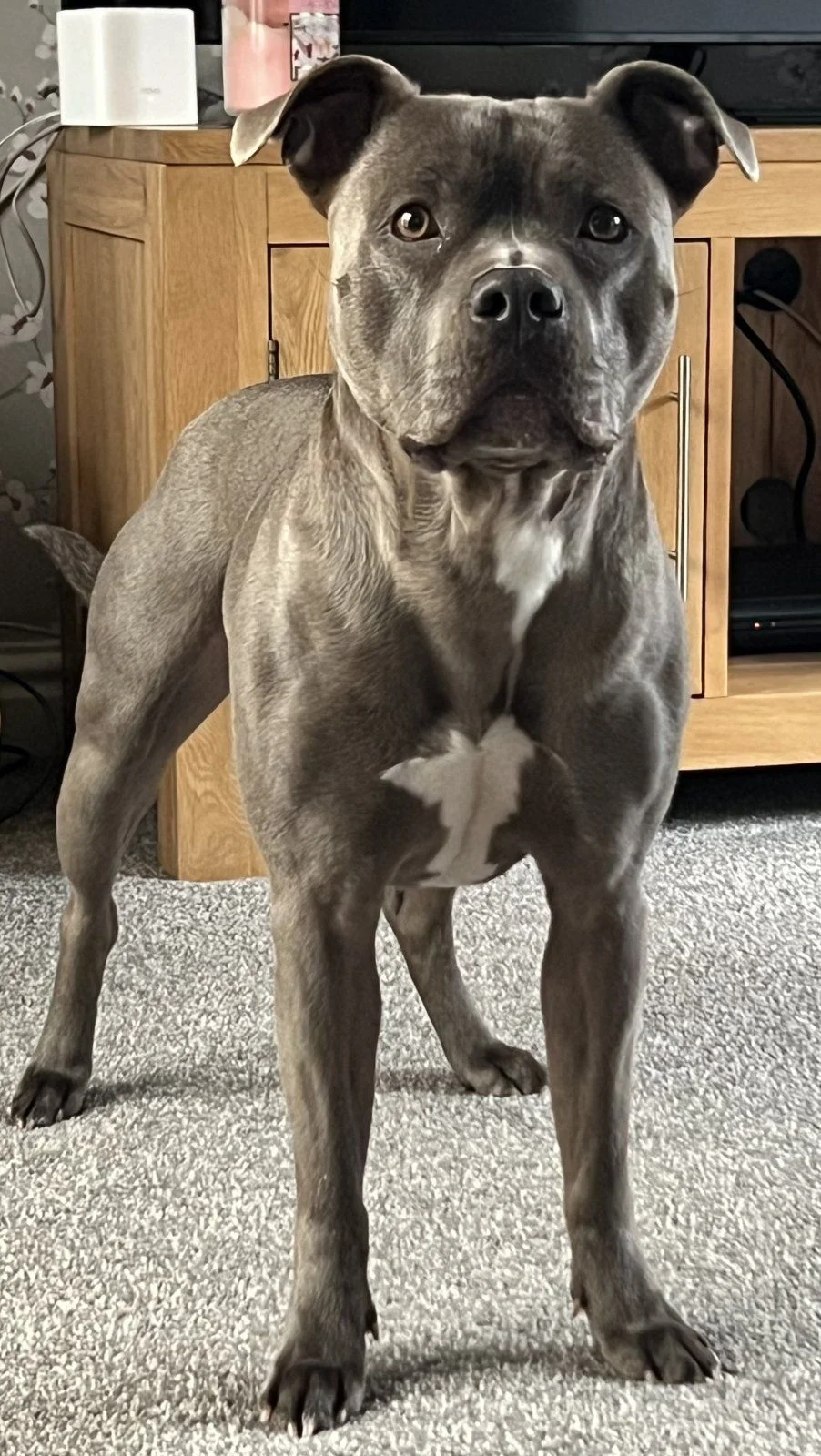 frank.jpeg