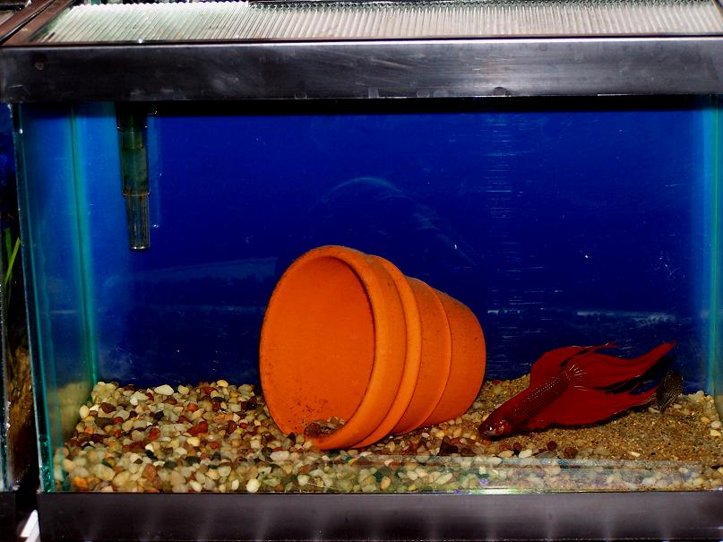 Frank_the_betta_march20.jpg