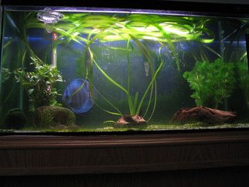 Fresh_Tank.jpg