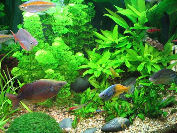 Freshwater_tank_3.jpg
