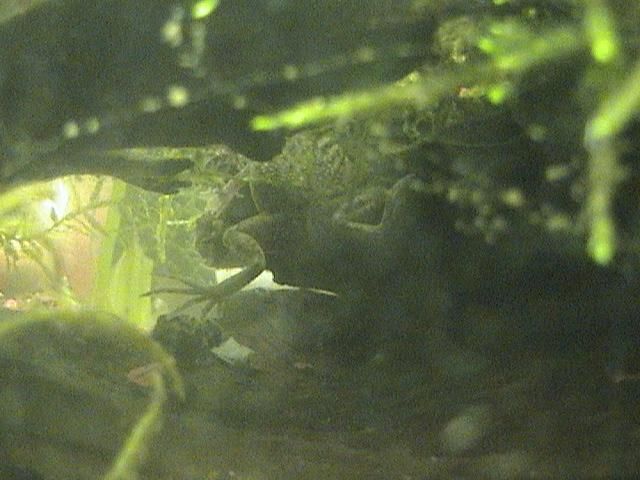 frog_butt2.JPG
