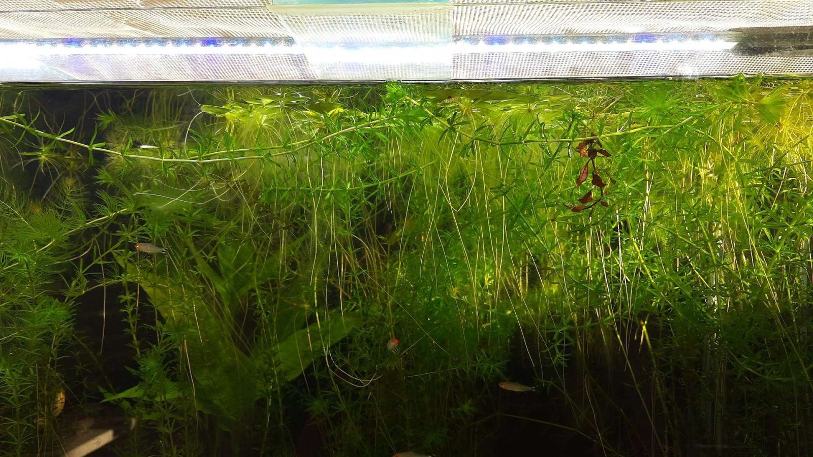 frogbit growth.JPEG