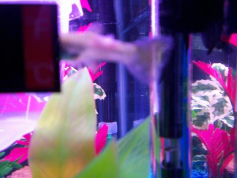 FROGGY.jpg