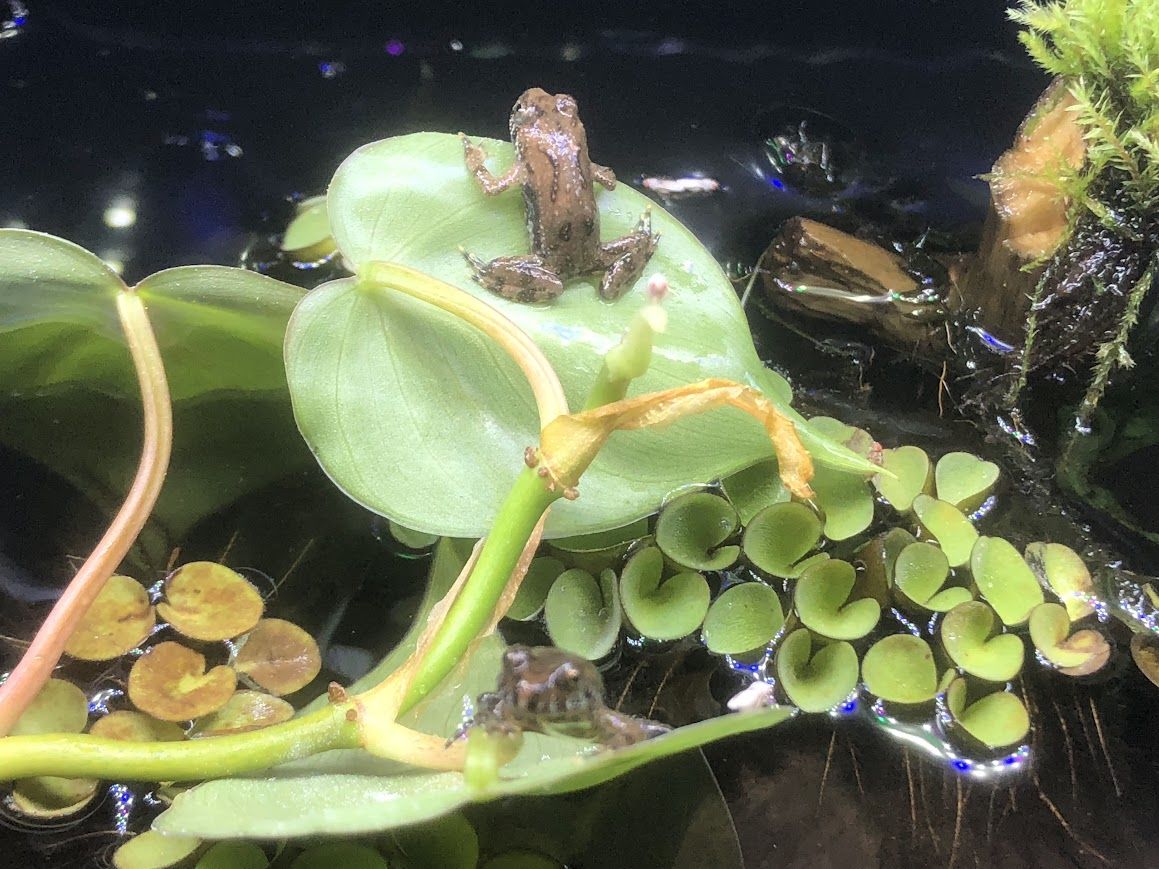 frogs1.jpg