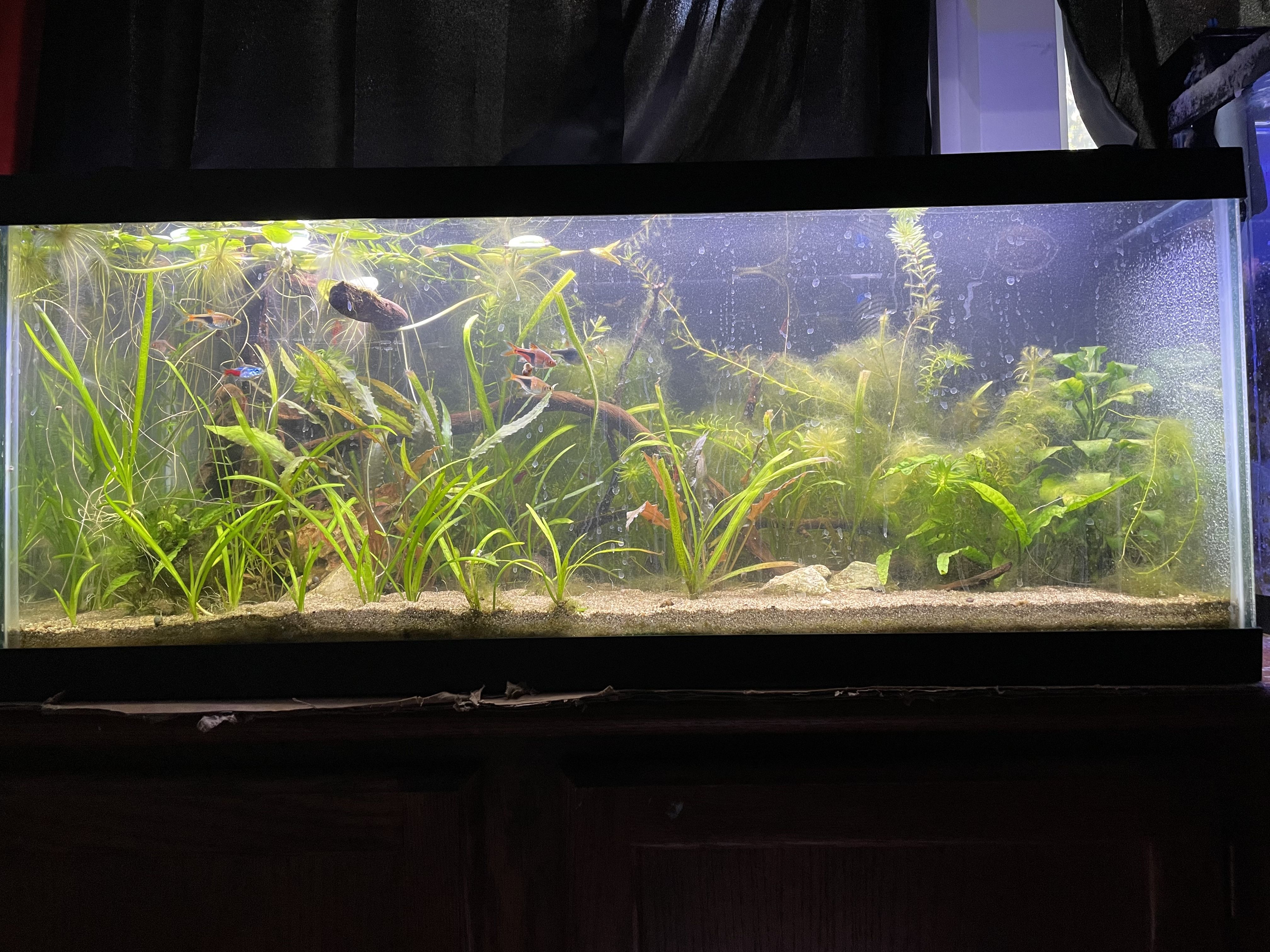 FTS