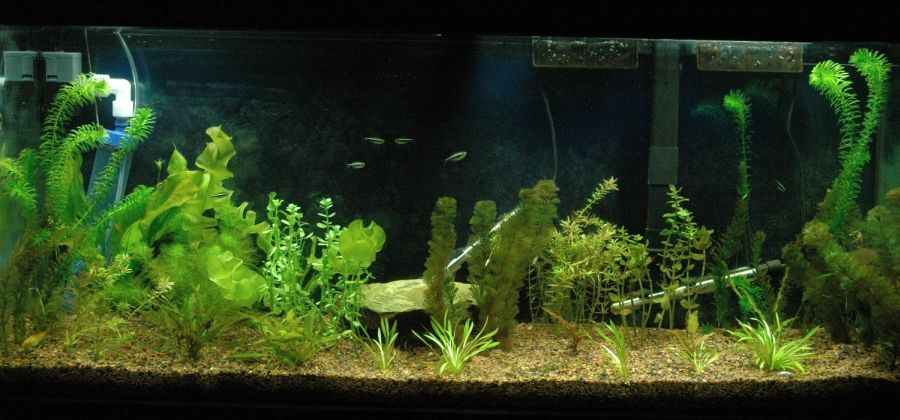 full_tank.jpg