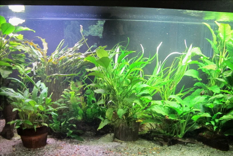 fullflowertank.webp