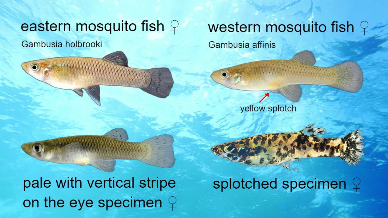 Gambusia females differences1.jpg