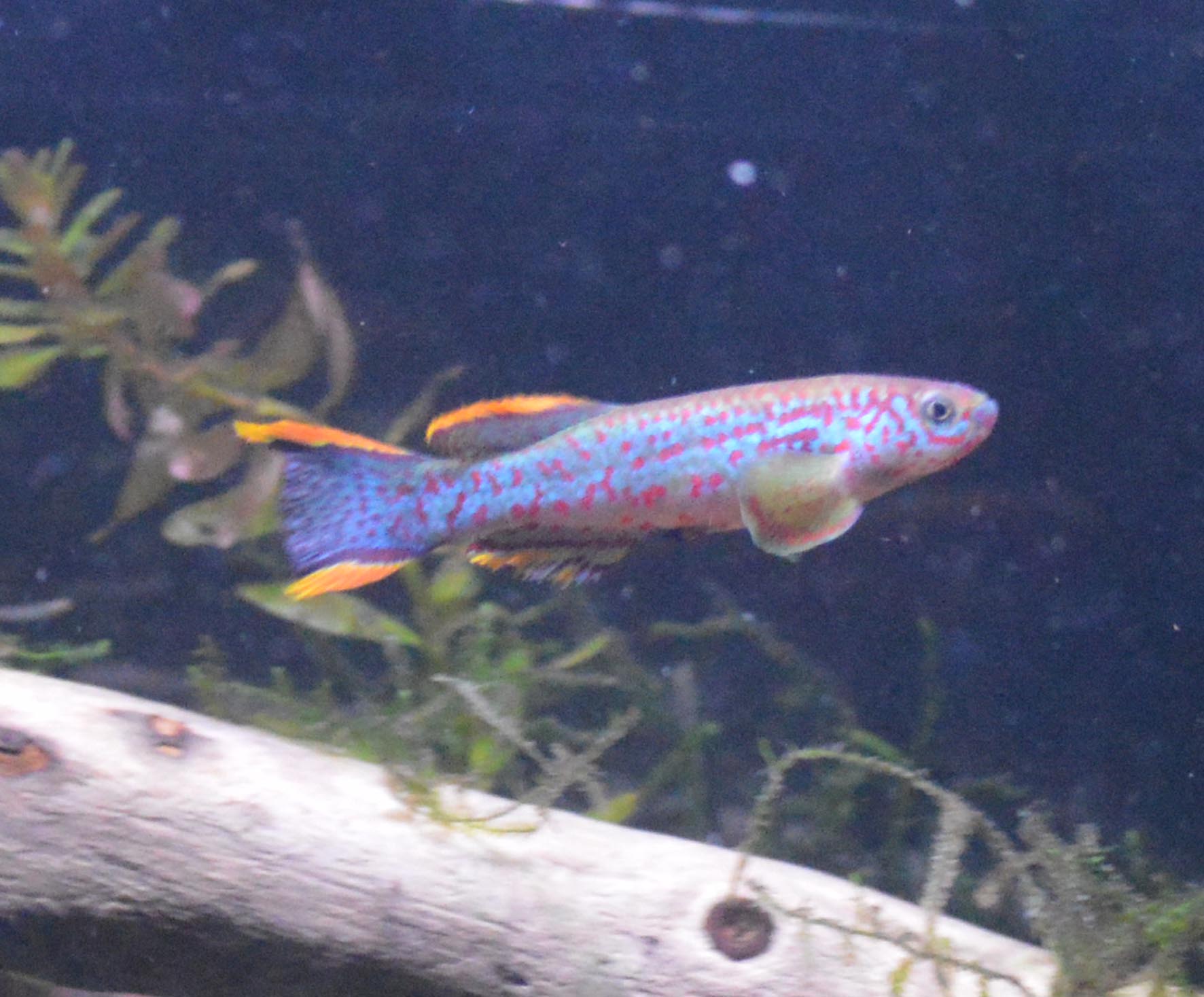 gardneri.jpg