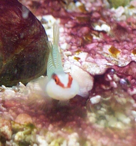 gb_goby2.jpg