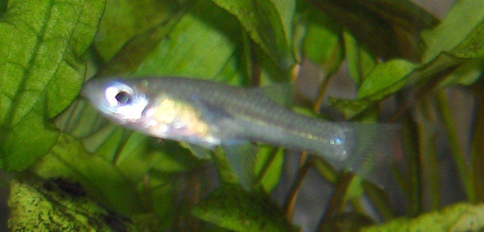 GFalc new female.JPG