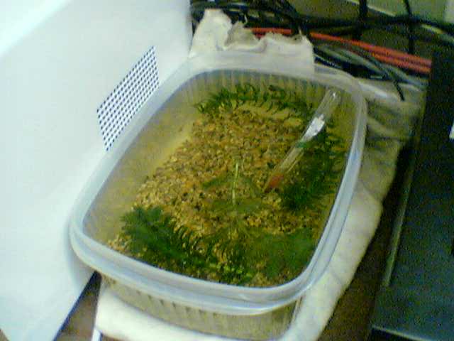 Ghetto_fry_tank.jpg