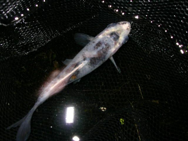 ghost_or_koi__2_.JPG