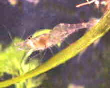ghost_shrimp_1.jpg