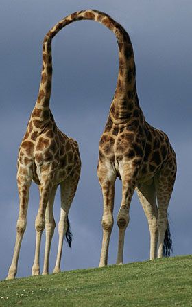 giraffes_joined_at_the_neck.jpg