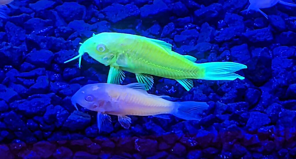 GloFish Corydoras.jpg