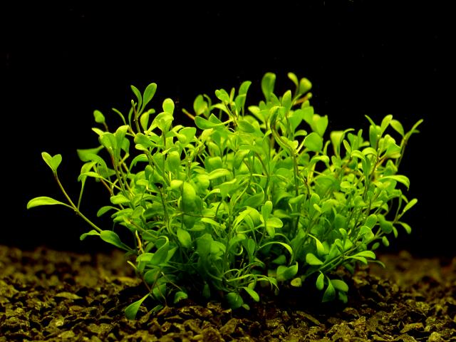 Glossostigma_elatinoides.jpg