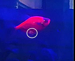 glow1.jpg