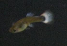 glowyglowglowerton.JPG