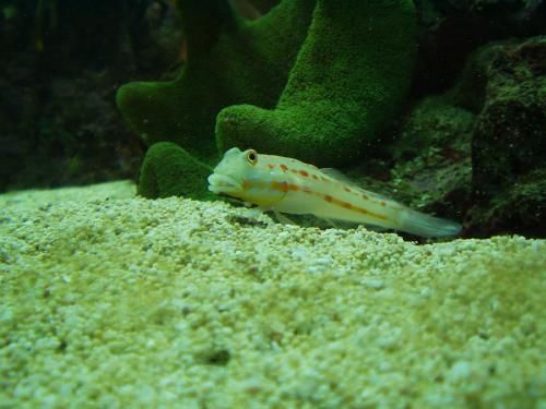 goby1.jpg