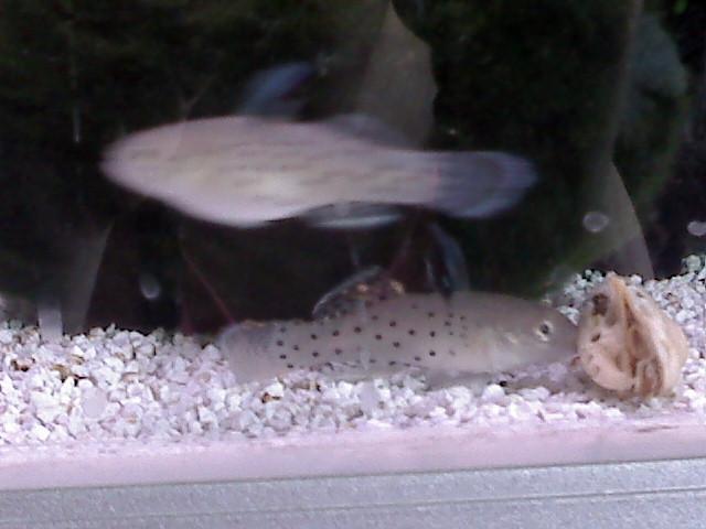 Goby_1.JPG
