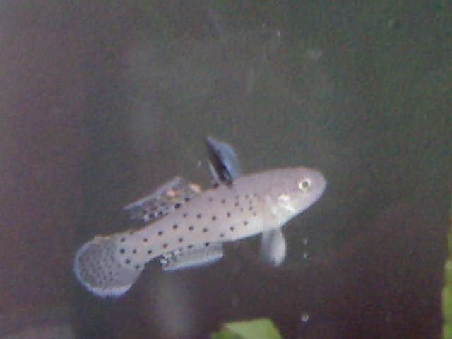 Goby_3.JPG