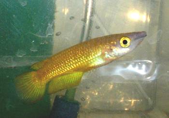 gold_panchax.jpg