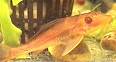 gold_plec.jpg
