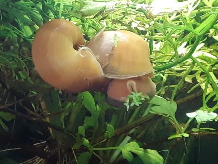 golden mystery-w.jpg