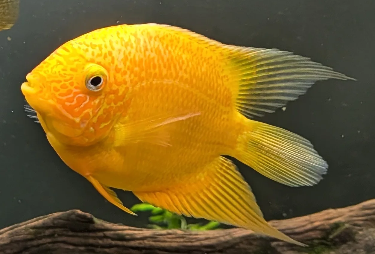 GoldSeverum.webp