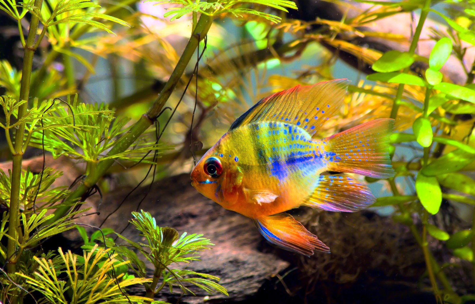 good ram 5-1-2016 HDR copy.jpeg