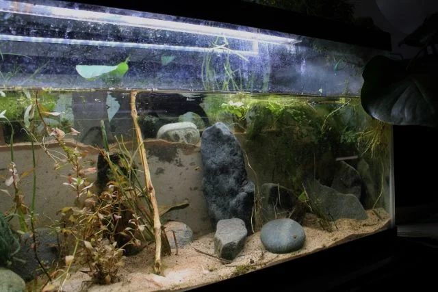 goodanglepalu (640x427).jpg
