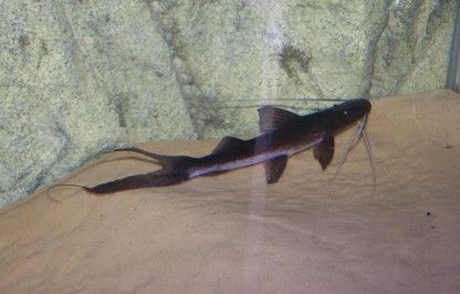 goslinea_platynema_010.jpg