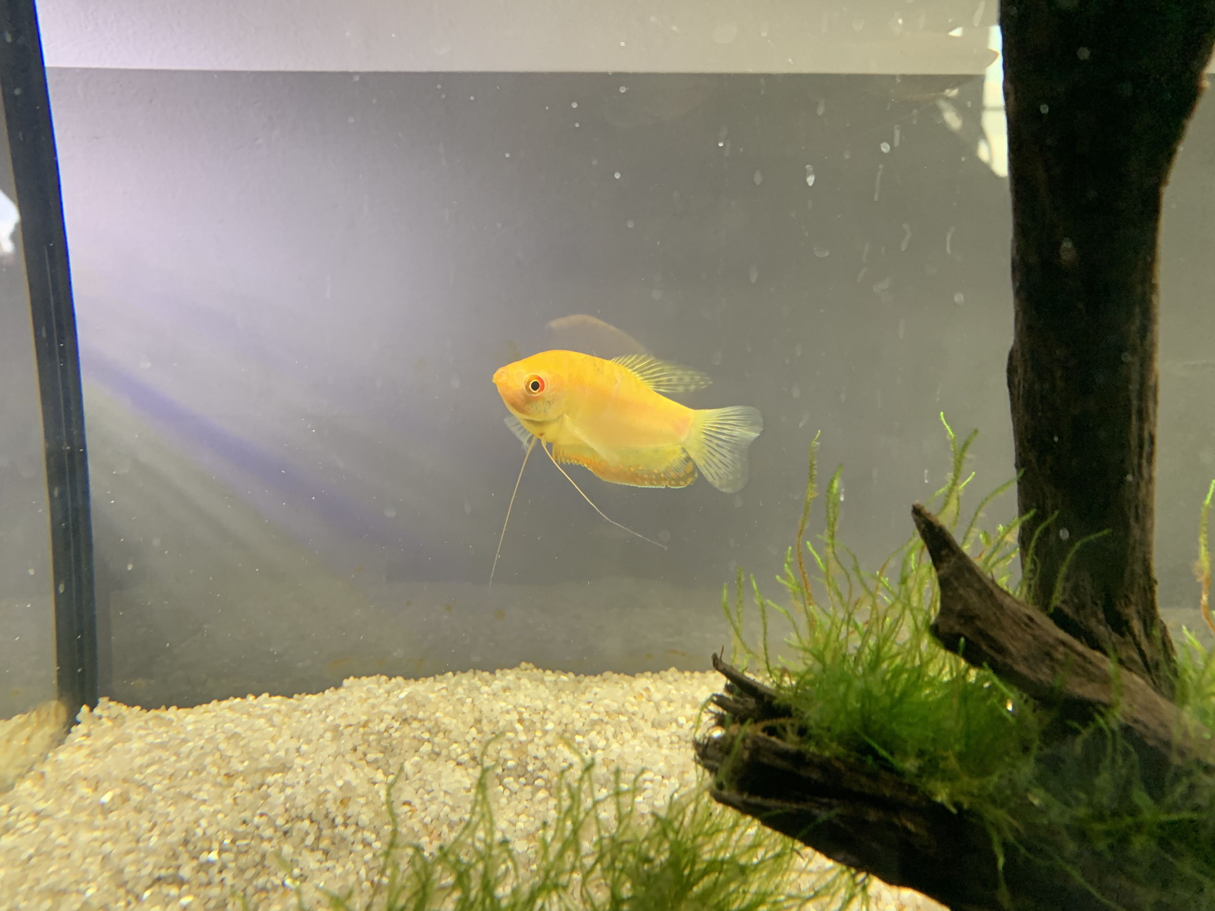 Gourami 2.jpg
