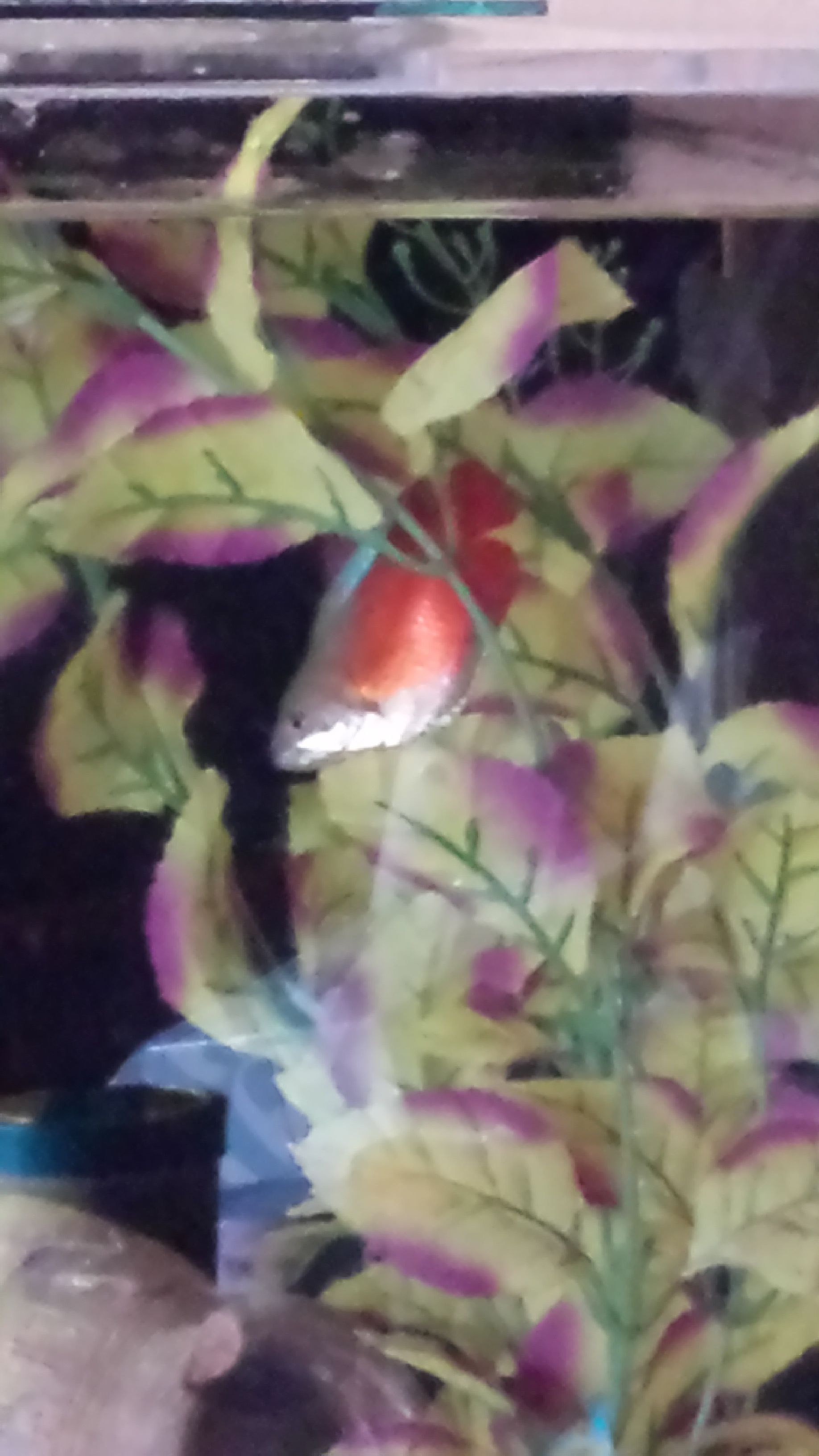 gourami.jpg