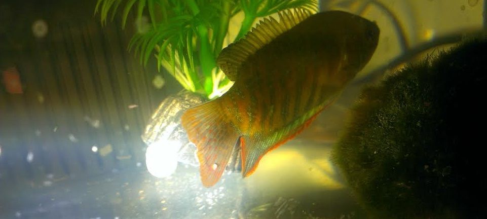 gourami white spot.jpg