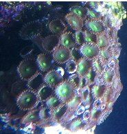 Green button polyp full 8-9-12.jpg