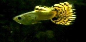 Green_Cobra_now_deceased.jpg