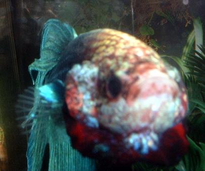 green_up_close_flare.JPG