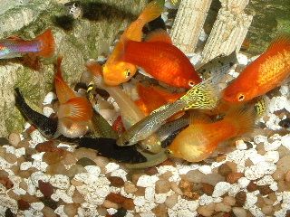 Group_of_Fish.JPG