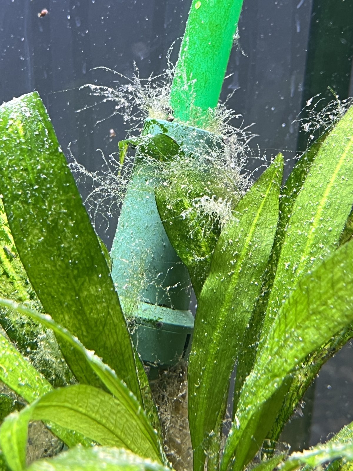 Growth on plants.JPG