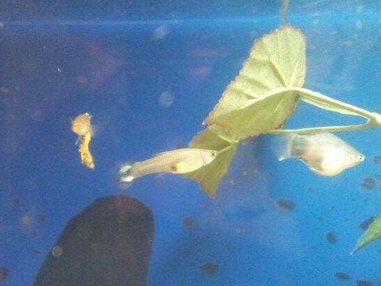 guppie (2).jpg